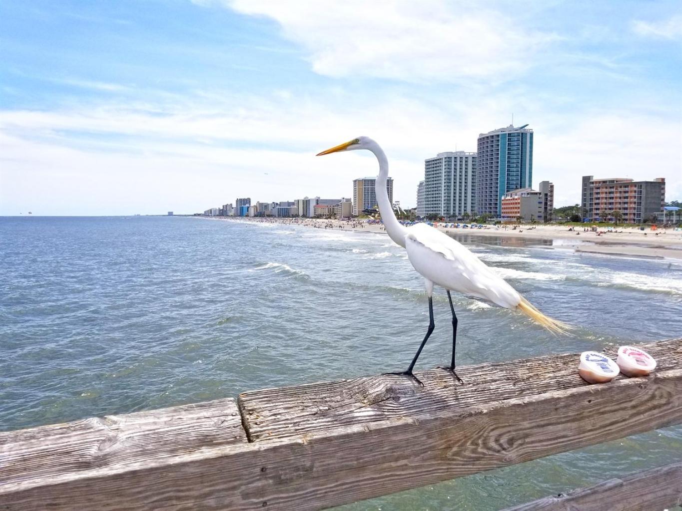 New Amazing Corneramazing Views Honeymoon Suite! Myrtle Beach Exteriér fotografie